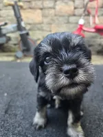 Ciko, a female Miniature Schnauzer for sale in Chalfont, PA – 1 of 5