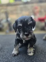 Ciko, a female Miniature Schnauzer for sale in Chalfont, PA – 4 of 5