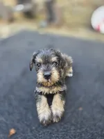 Happy, a female Miniature Schnauzer for sale in Chalfont, PA – 2 of 4