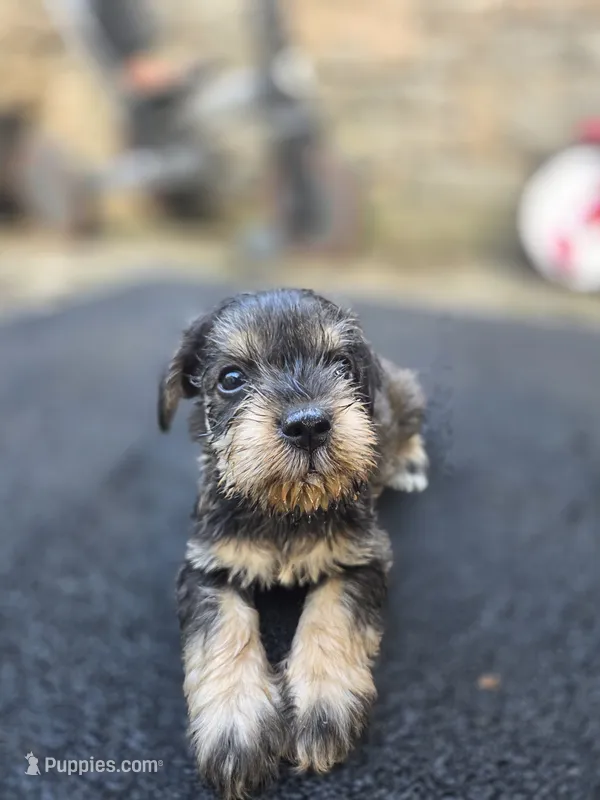 Happy – Miniature Schnauzer puppy for sale in Chalfont, PA
