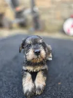Happy, a female Miniature Schnauzer for sale in Chalfont, PA – 1 of 4