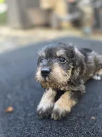 Happy, a female Miniature Schnauzer for sale in Chalfont, PA – 4 of 4