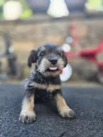 Feisty, a female Miniature Schnauzer for sale in Chalfont, PA – 3 of 4