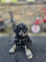 Ciko, a female Miniature Schnauzer for sale in Chalfont, PA – 5 of 5
