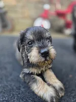 Gigi, a female Miniature Schnauzer for sale in Chalfont, PA – 3 of 3