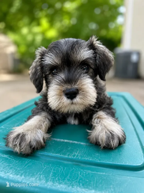 Gigi – Miniature Schnauzer puppy for sale in Chalfont, PA