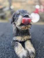 Gigi, a female Miniature Schnauzer for sale in Chalfont, PA – 2 of 3
