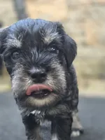 Ciko, a female Miniature Schnauzer for sale in Chalfont, PA – 3 of 5