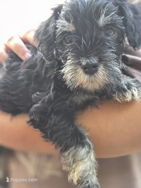 Ciko – Miniature Schnauzer puppy for sale in Chalfont, PA