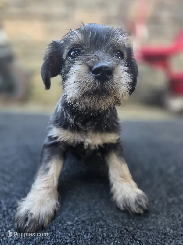 Feisty – Miniature Schnauzer puppy for sale in Chalfont, PA