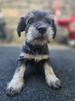 Feisty, a female Miniature Schnauzer for sale in Chalfont, PA – 1 of 4