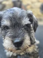 Feisty, a female Miniature Schnauzer for sale in Chalfont, PA – 6 of 6