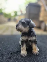 Feisty, a female Miniature Schnauzer for sale in Chalfont, PA – 4 of 6