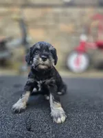 Ciko, a female Miniature Schnauzer for sale in Chalfont, PA – 2 of 5