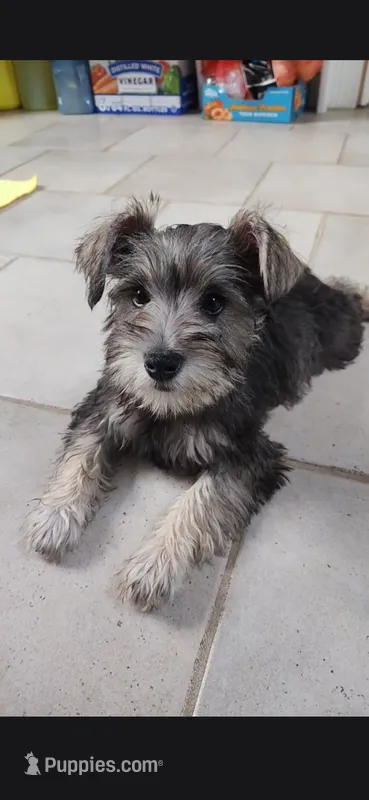 Feisty – Miniature Schnauzer puppy for sale in Chalfont, PA