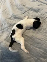 Jose Cuervo, a male Portuguese Water Dog for sale in Dracut, MA – Photo 4 of 6