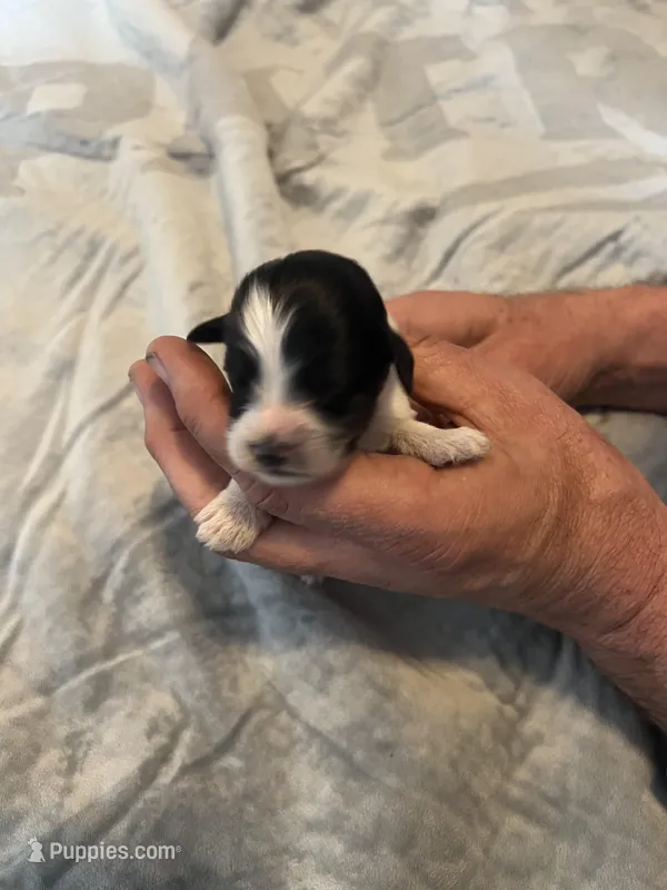 Jose Cuervo – Portuguese Water Dog puppy for sale in Dracut, MA