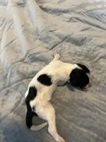 Jose Cuervo, a male Portuguese Water Dog for sale in Dracut, MA – Photo 2 of 6