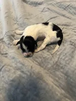 Jose Cuervo, a male Portuguese Water Dog for sale in Dracut, MA – Photo 3 of 6