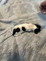 Jose Cuervo, a male Portuguese Water Dog for sale in Dracut, MA – Photo 5 of 6