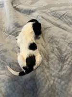 Jose Cuervo, a male Portuguese Water Dog for sale in Dracut, MA – Photo 6 of 6