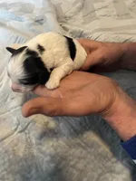 Johnny Walker, a male Portuguese Water Dog for sale in Dracut, MA – Photo 2 of 8