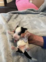 Johnny Walker, a male Portuguese Water Dog for sale in Dracut, MA – Photo 6 of 8