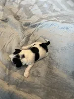 Johnny Walker, a male Portuguese Water Dog for sale in Dracut, MA – Photo 8 of 8