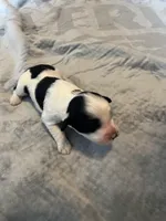 Johnny Walker, a male Portuguese Water Dog for sale in Dracut, MA – Photo 5 of 8