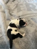 Johnny Walker, a male Portuguese Water Dog for sale in Dracut, MA – Photo 7 of 8