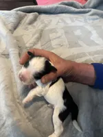 Johnny Walker, a male Portuguese Water Dog for sale in Dracut, MA – Photo 3 of 8