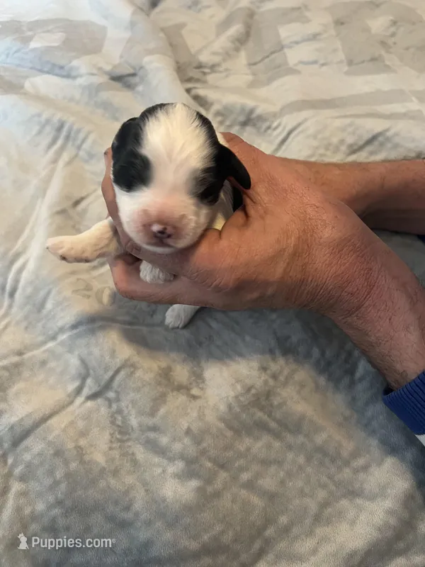 Johnny Walker – Portuguese Water Dog puppy for sale in Dracut, MA