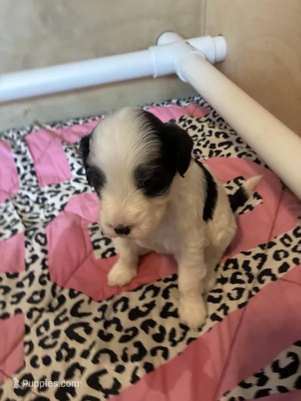 Johnny Walker – Portuguese Water Dog puppy on hold in Dracut, MA