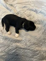 Captain Morgan, a male Portuguese Water Dog for sale in Dracut, MA – Photo 7 of 8