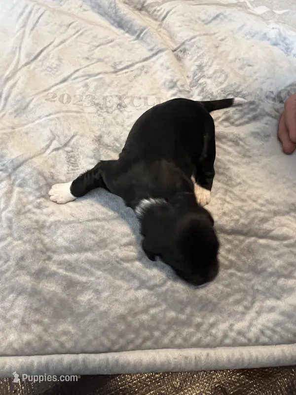 Captain Morgan – Portuguese Water Dog puppy for sale in Dracut, MA