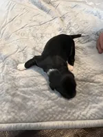 Captain Morgan, a male Portuguese Water Dog for sale in Dracut, MA – Photo 1 of 8