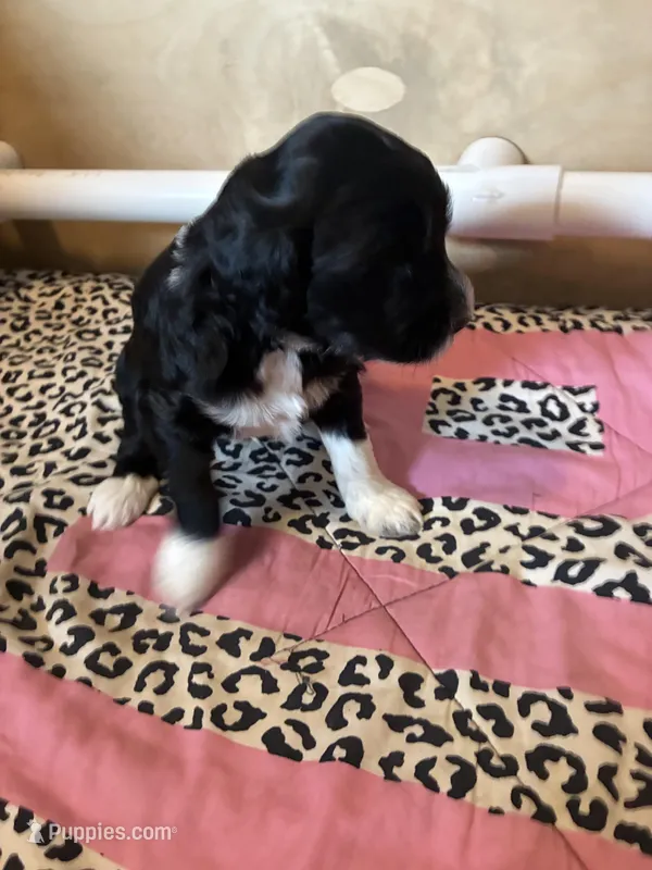 Captain Morgan – Portuguese Water Dog puppy for sale in Dracut, MA
