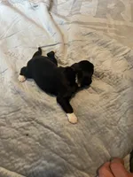 Captain Morgan, a male Portuguese Water Dog for sale in Dracut, MA – Photo 8 of 8