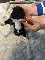 Captain Morgan, a male Portuguese Water Dog for sale in Dracut, MA – Photo 2 of 8