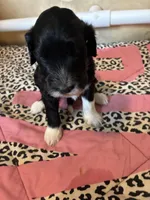 Captain Morgan, a male Portuguese Water Dog for sale in Dracut, MA – 2 of 4