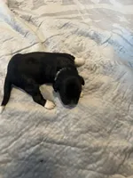 Captain Morgan, a male Portuguese Water Dog for sale in Dracut, MA – Photo 6 of 8