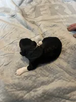 Captain Morgan, a male Portuguese Water Dog for sale in Dracut, MA – Photo 5 of 8