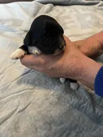 Captain Morgan, a male Portuguese Water Dog for sale in Dracut, MA – Photo 4 of 8