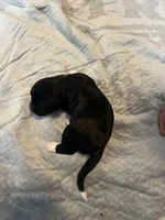 Captain Morgan, a male Portuguese Water Dog for sale in Dracut, MA – Photo 3 of 8