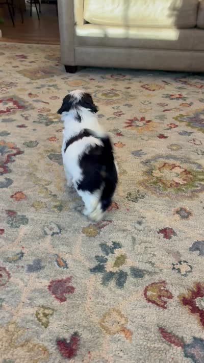 Johnny Walker, a male Portuguese Water Dog for sale in Dracut, MA – 7 of 9