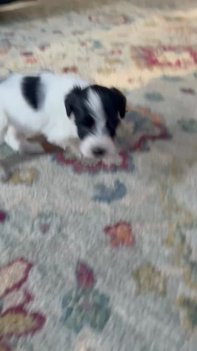 Jose Cuervo, a male Portuguese Water Dog for sale in Dracut, MA – 6 of 7