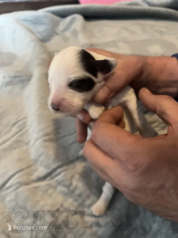 Margarita – Portuguese Water Dog puppy for sale in Dracut, MA