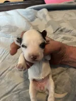 Margarita, a female Portuguese Water Dog for sale in Dracut, MA – Photo 4 of 10