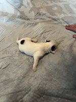 Margarita, a female Portuguese Water Dog for sale in Dracut, MA – Photo 10 of 10