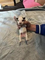 Margarita, a female Portuguese Water Dog for sale in Dracut, MA – Photo 6 of 10